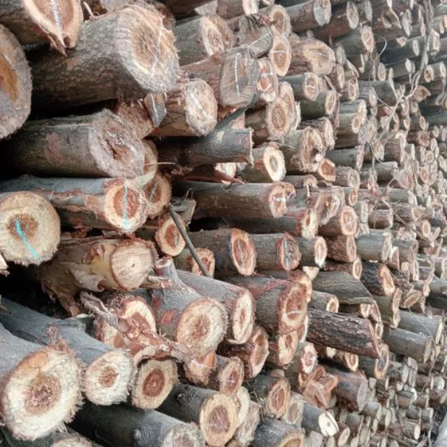 High Quality Eucalyptus Piles Used In Construction - Wood Piles Of Various Sizes From Eucalyptus Tree Trunks