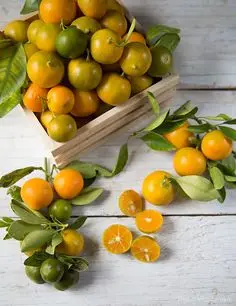 100% PURE FROZEN CALAMANSI KUMQUAT JUICE Concentrate Brix 8-10 in bag