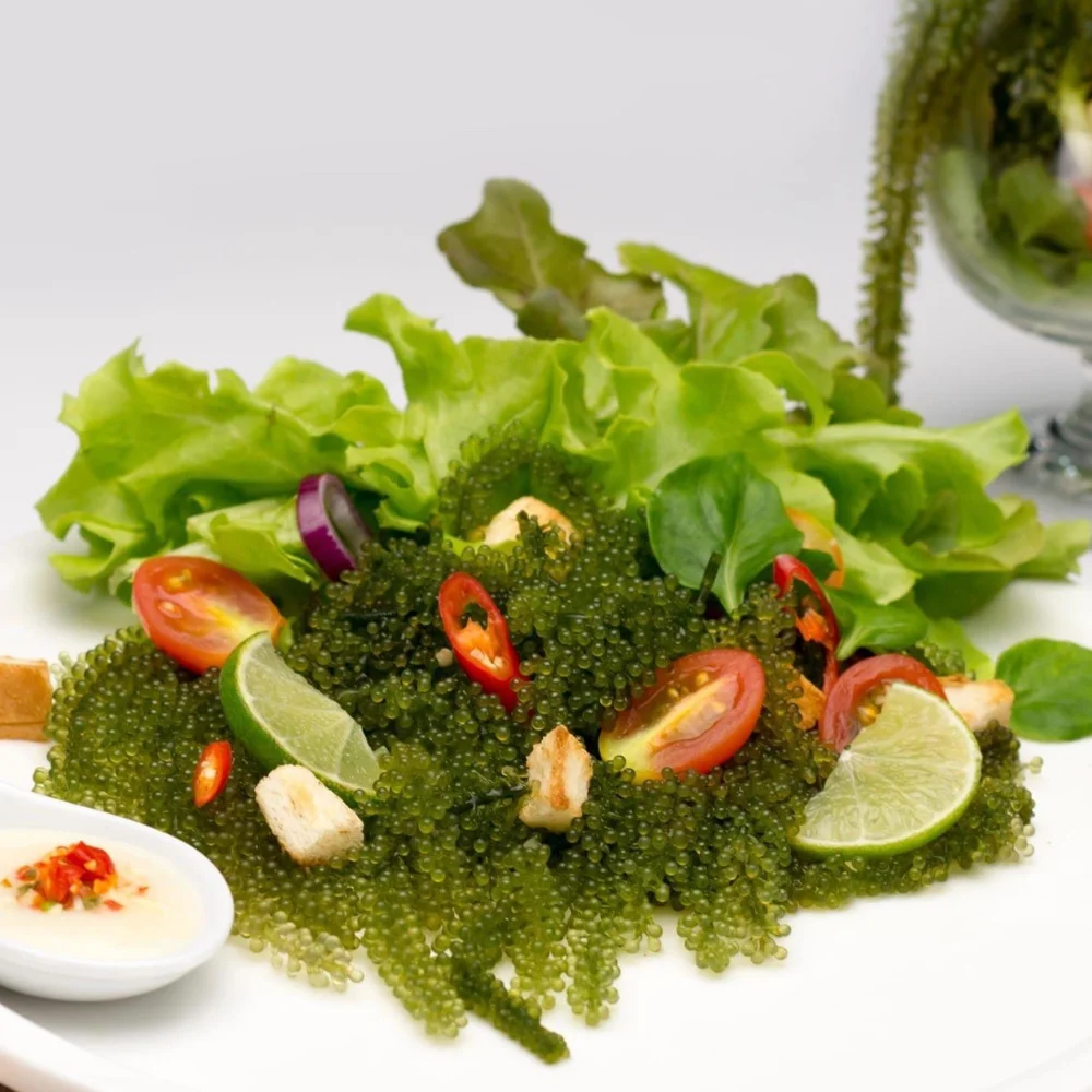 Premium Grade Organic Umibudo Green Caviar 200 Grams Dehydrated Sea Grapes Halal Certified Fresh Laver Seaweed Vietnam