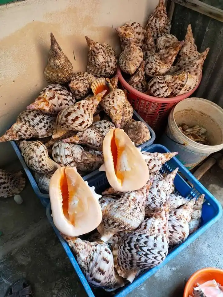 Queen large triton trumpet shells ocean collectible big size large natural empty seashells from Vietnam coastal beach