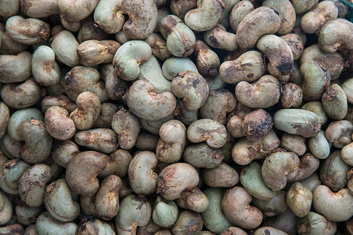 cashew nut14.jpg