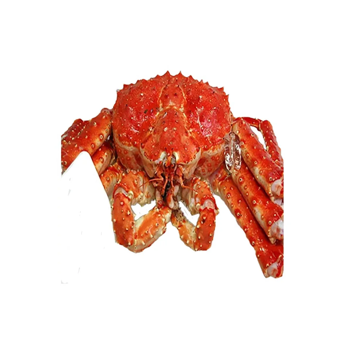 Fresh Frozen and Live Mud Crabs Red King Crabs Soft Shell