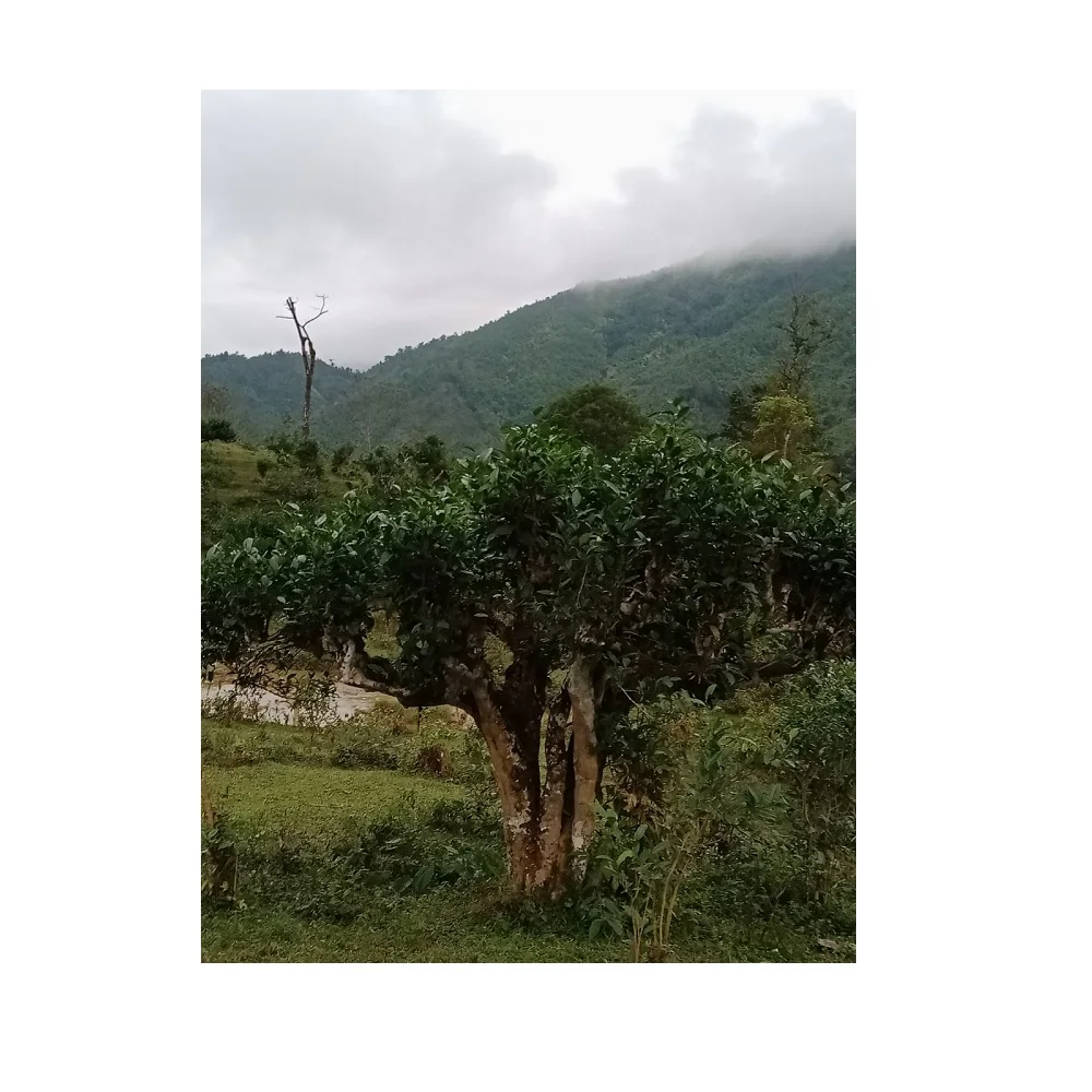 Storage Organic OEM/ODM Cheap Life Package Customize Good Price wholesale tea Black Tea Green Bee From Vietnam