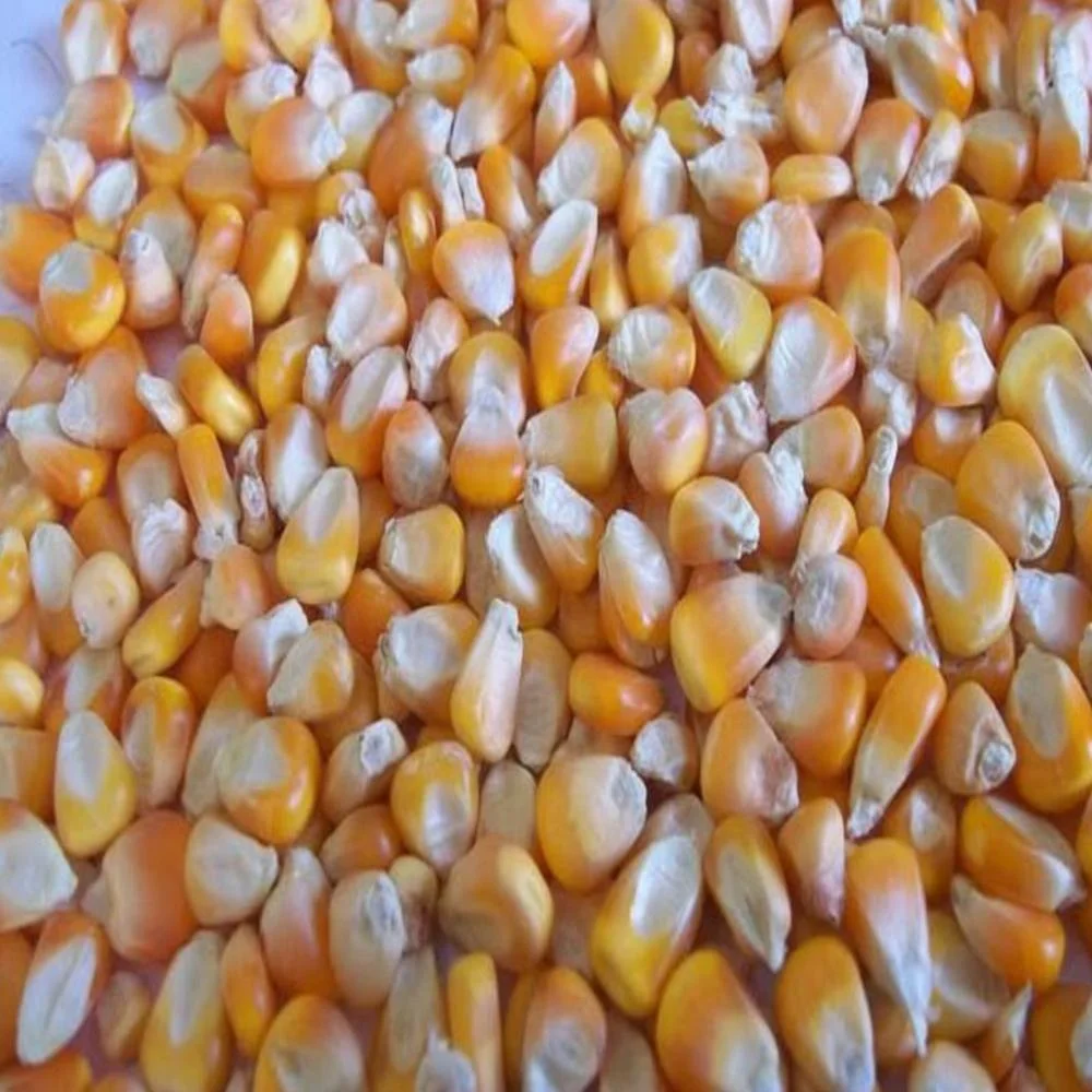 High Quality For SALE, Yellow Corn Animal Feed Yellow Corn Price Per Ton Yellow Corn