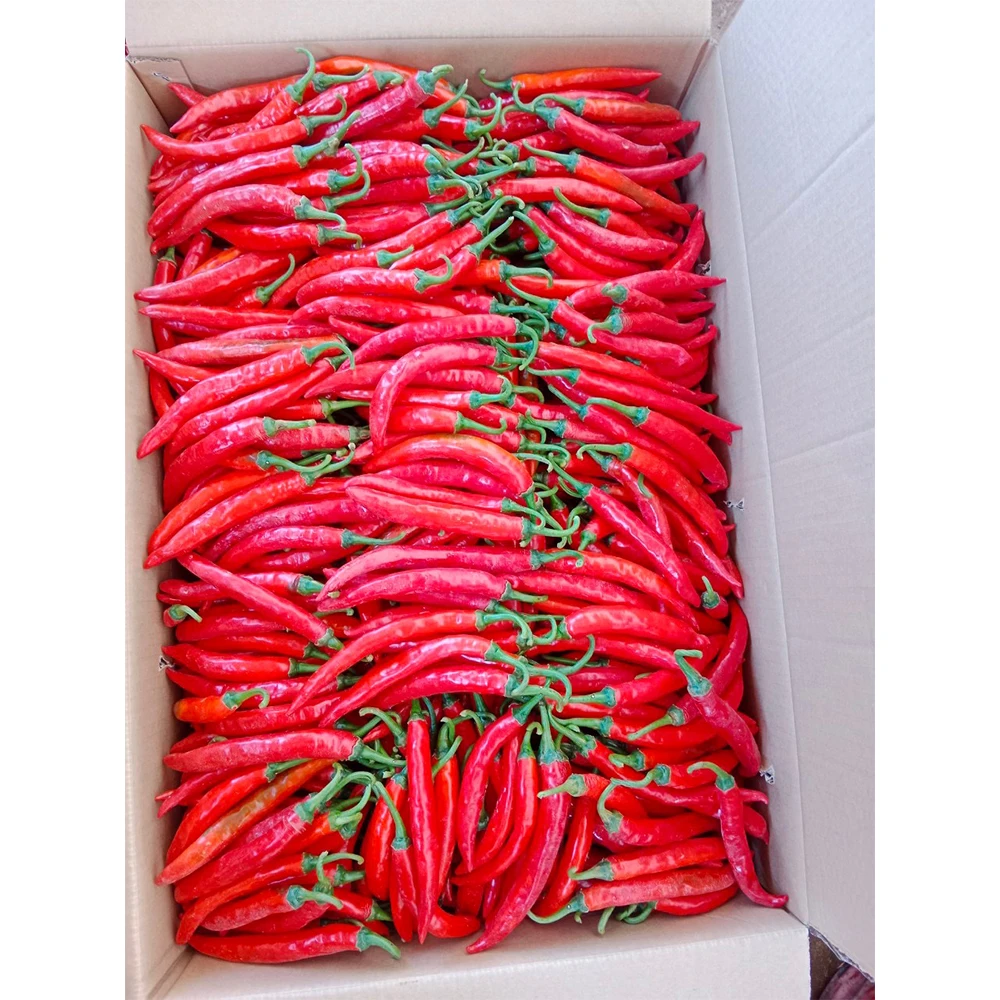 Made In Vietnam - Chili Pepper Wholesale Products Exporter Extract Fresh Vegetables From Farm Capsicum