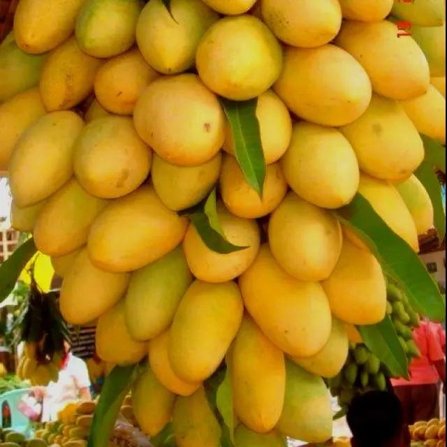 Hot Sale 2021 Big Sale 15 for Fresh Mango High Quality Vietnam Fresh Fruit Green Cat Yellow Tropical Box Sweet Crop Style Color