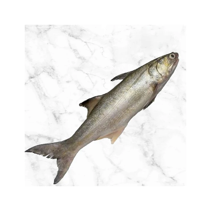 factory price fresh fish Frozen Salmon Fish Pink Fresh Salmon