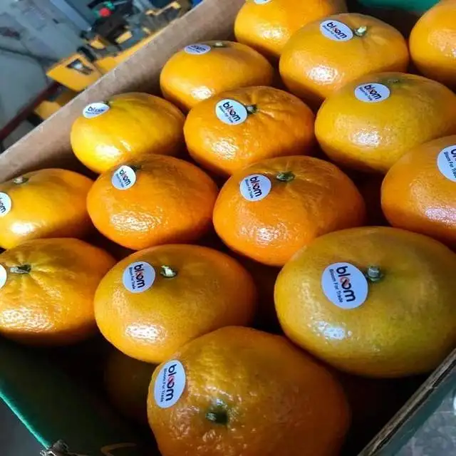 fresh mandarine orange tangerine 2024 new season Fresh citrus fruit from Egypt  Fresh Mandarin orange for sale