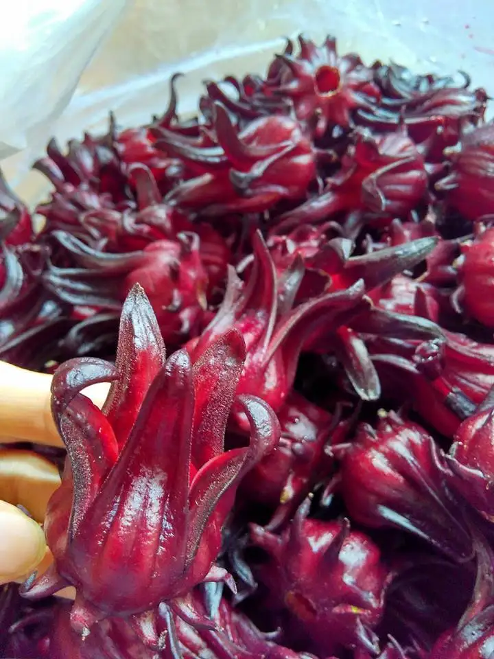 HERBAL TEA FROM DRIED FLOWERS - HIBISCUS FLOWER FROM DIRECT SUPPLIER WITH HIGH QUALITY