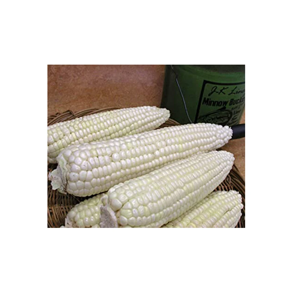 Dried sweet White corn maize price White corn yellow maize 50kg per bag 25tons 15days yellow corn animal feed