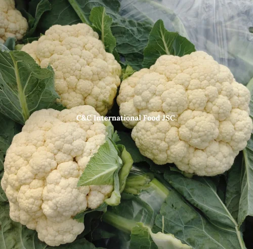 Fresh Cauliflower Special Taste and Flavor Beautiful Color from Reliable Supplier in Vietnam 2023
