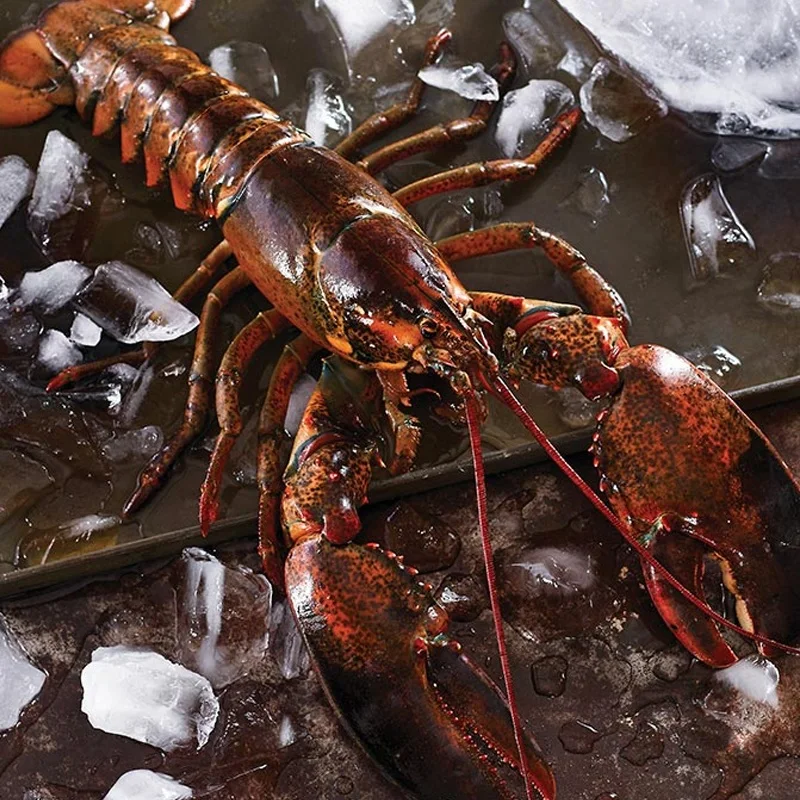 Live Lobster, Spiny Lobster, Frozen Lobsters Bulk Suppliers Box Packaging Natural with 24 Months Shelf Life 5 Cm Mexican Lobster