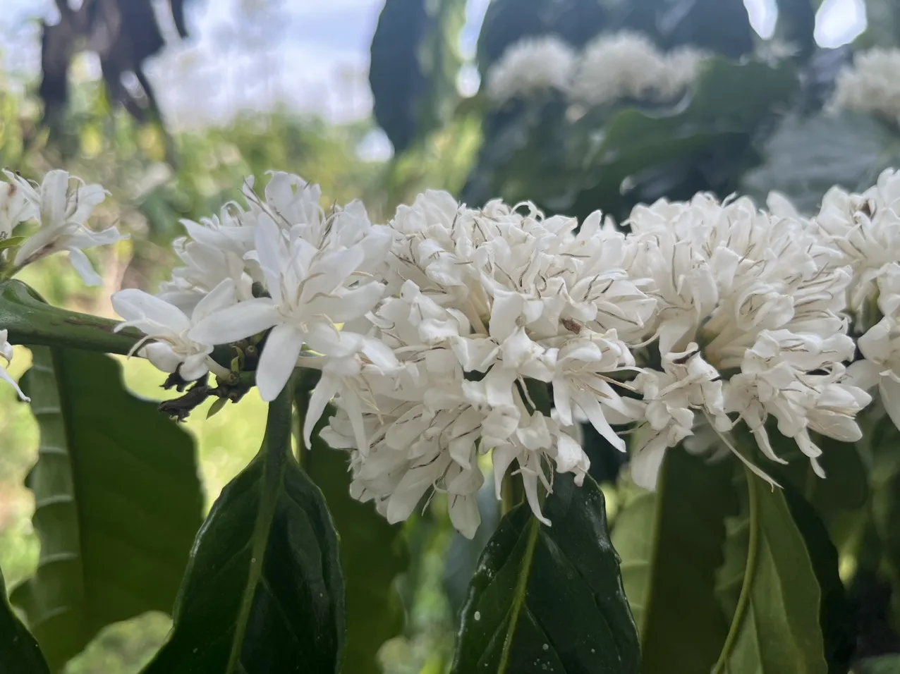 Vietnamese Robusta Fruity Smooth Balanced Harmonious COMMON Cultivation Type Agriculture Green Coffee Beans