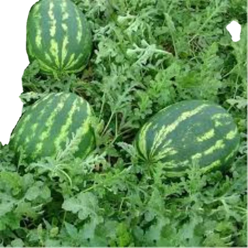 16kg Fruit Weight for Watermelon Crimson