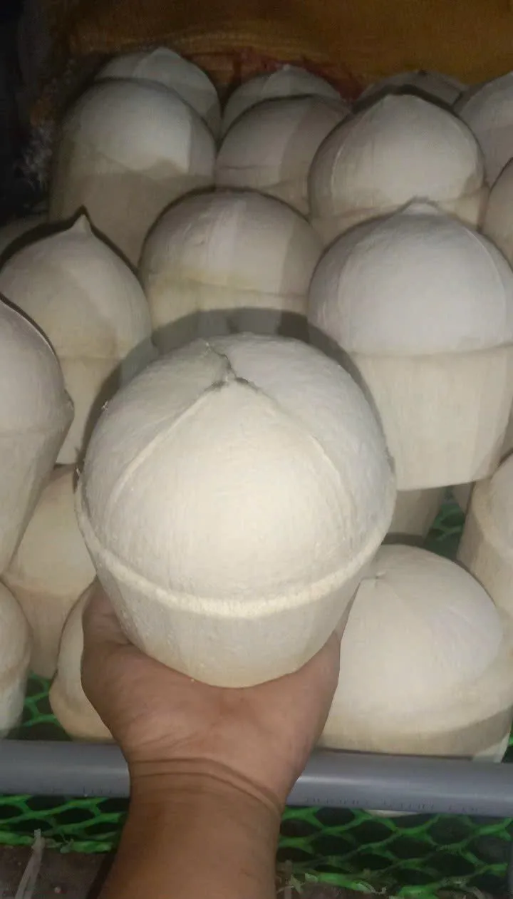 SEMI POLISHED COCONUT High Quality Sweet Flavor Natural Made In Vietnam Wholesale 2024 Natural Drinks  (tel 0084366808683)