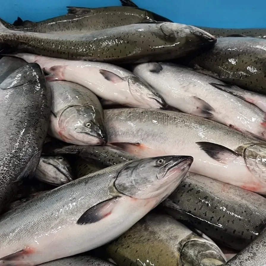 Factory Supplier of Widely Selling BQF Frozen Fresh Whole Salmon High Quality Frozen Seafood Good Salmon Fish for Sale