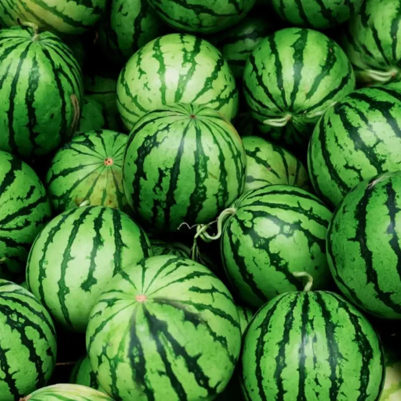 100% Natural Red Watermelon Fruit Wholesale Special Tropical Fruit Fresh Watermelon From Vietnam
