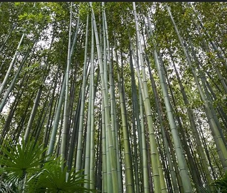 Bamboo Fiber and Bamboo Charcoal for Apartment Use Eco-Friendly Wood Grass Shoots Bambusa