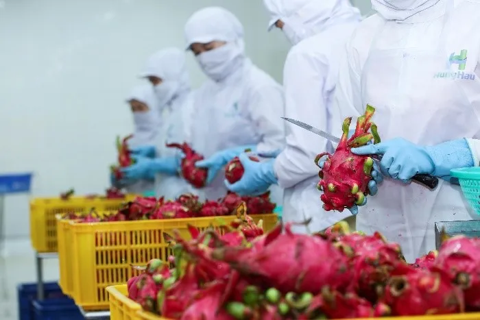 Best Price High Quality OEM Vacuum Pack Frozen Dragon Fruit Common Cultivation Type IQF Red Dragon Fruit From Fresh Dragon Fruit