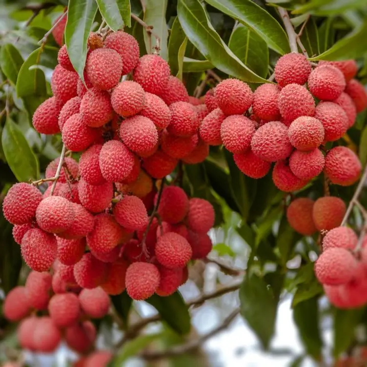 Fresh Lychee Grade 1 | Vietnam Lychee