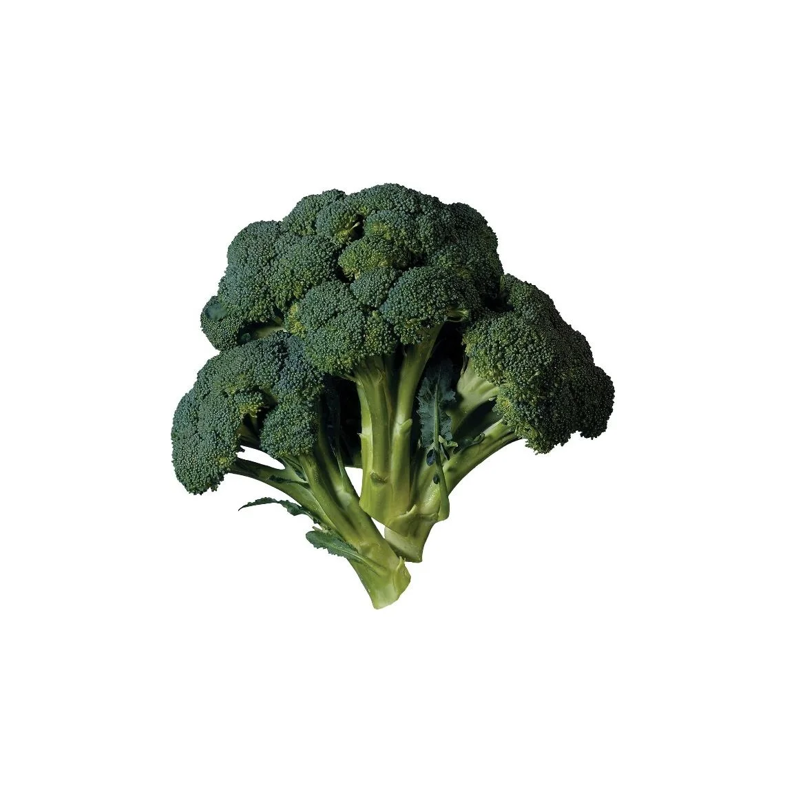 Healthy And Natural Broccoli 2022 Hot Sale High Quality No Frozen Green Fresh COMMON Cultivation Broccoli From Bangladesh