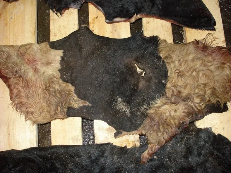 Wet Salted Cow Head Skins