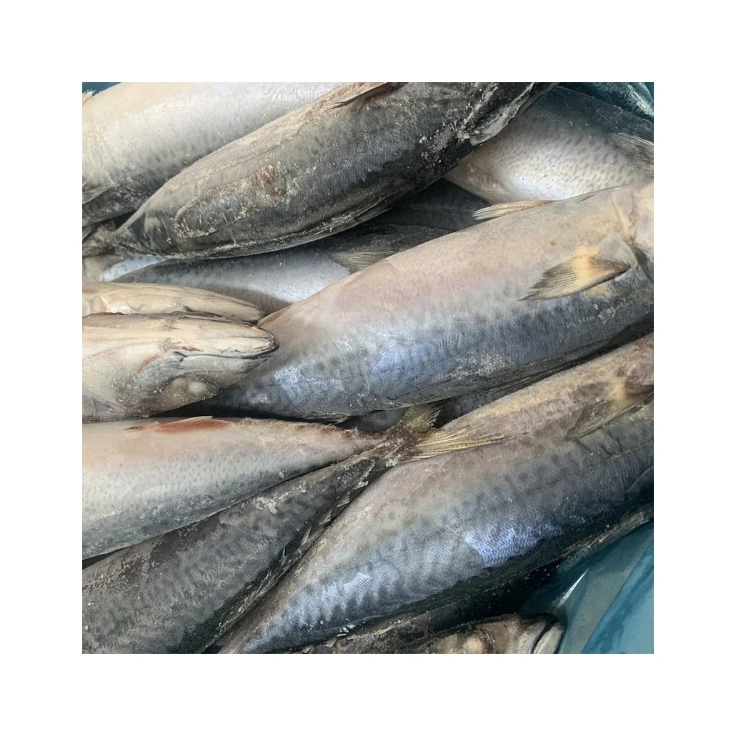 Wholesale Quantity Supplier Selling frozen Barracuda Fish Fish at Direct Factory Price