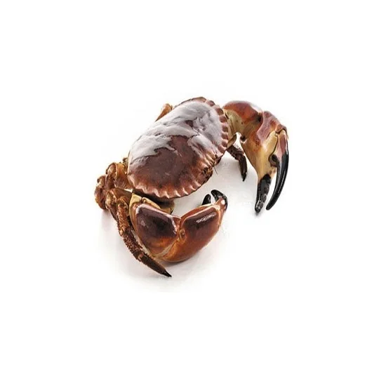Premium grade certified cooked-frozen blue king crab clusters 3L size frozen seafood products for sale