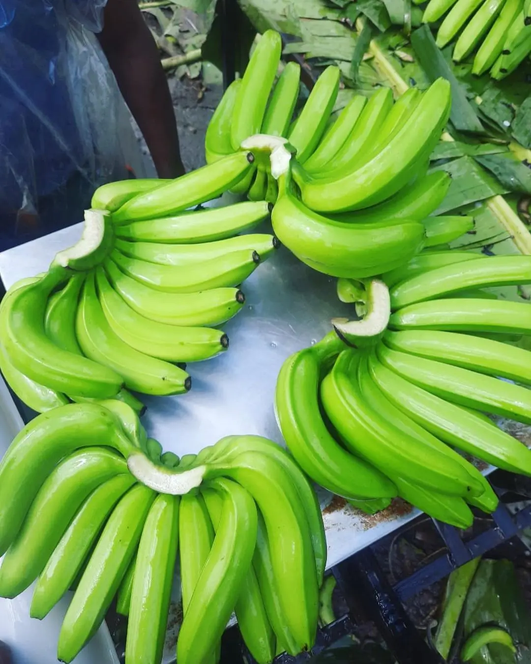 CAVENDISH BANANAS FROM ECUADOR FOR SALE