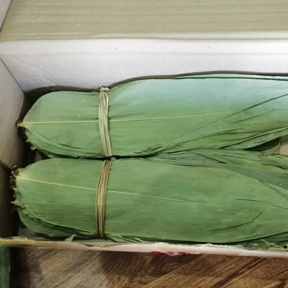 Big Size Bambo Leaves for Wholesale Vietnam Dry and Frozen 7 - 15 Days T/T 40% 60% +84984418844 100kg 40 up Piece