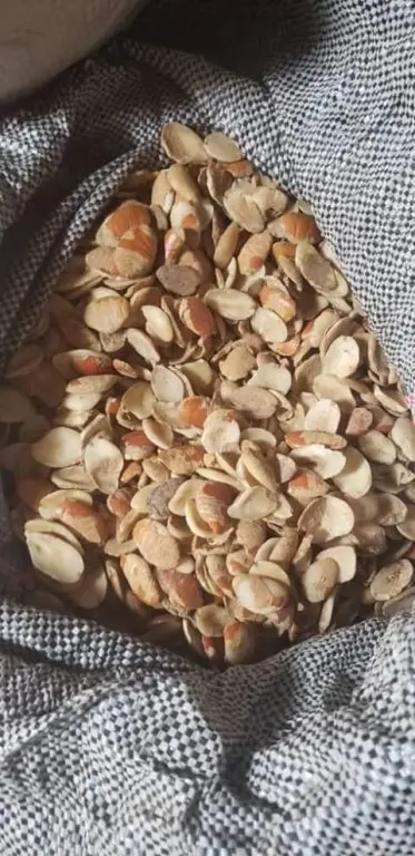 Ogbono forsale OEM factory price maximum supply ability