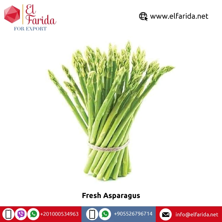 Bulk Good Quality Hot Sale 100% Natural Green Fresh Vegetables Asparagus from Egypt at Wholesale Price