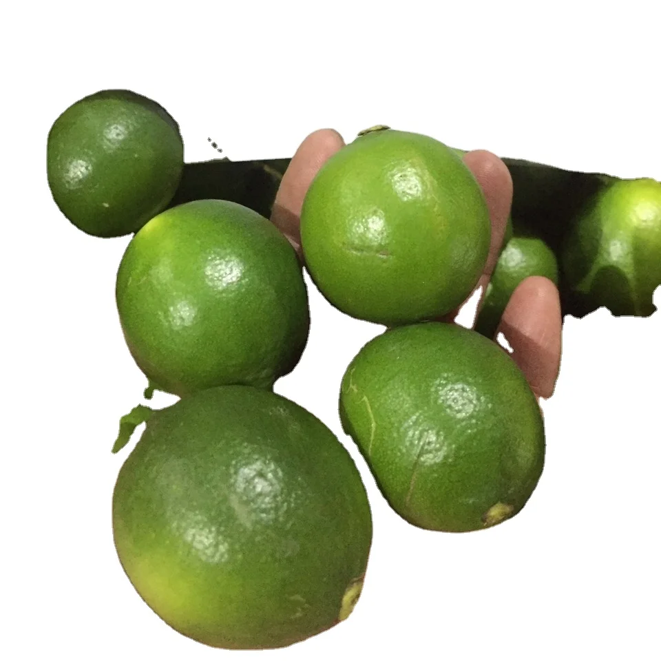 Wholesale Fresh Yellow and Green Lemons