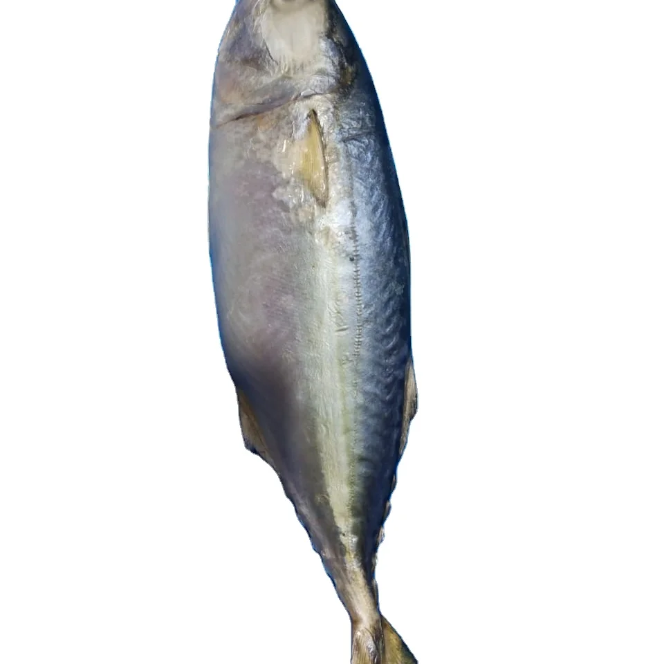 Hot sale frozen pacific mackerel sea frozen deep sea catching mackerel fish