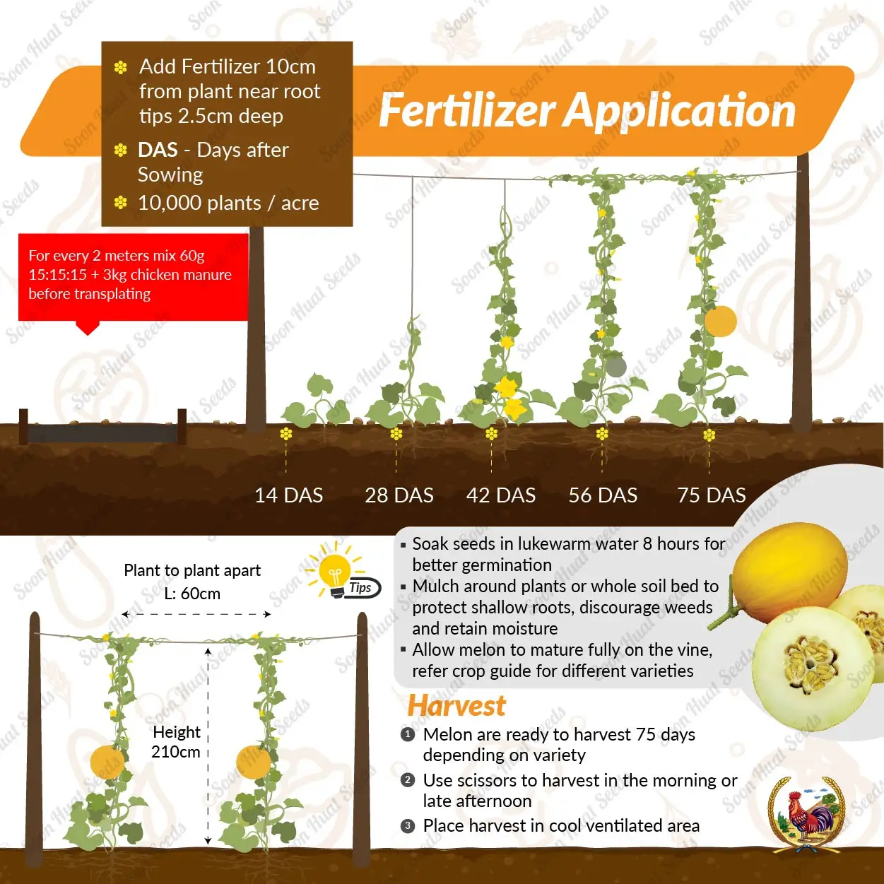 Factory Price Premium Quality Good Grade Fresh Fruits Golden Lady Melon Organics Freshness and High Sweet Malaysia Manufacturing