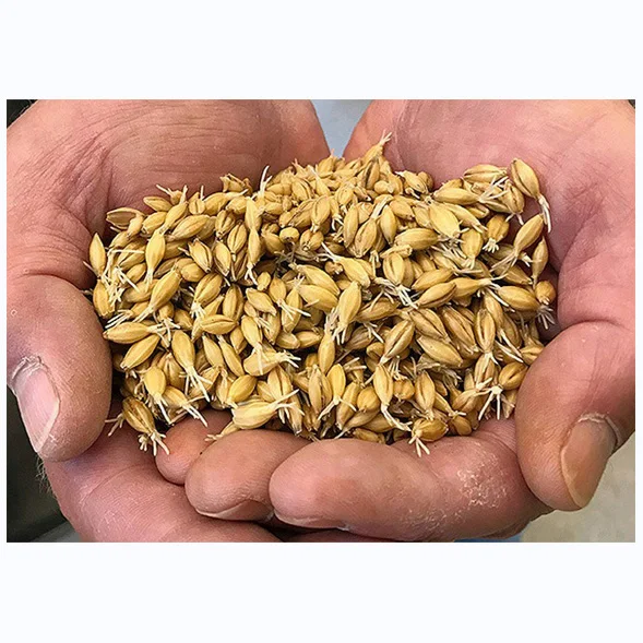 Barley Grains Premium Barley Seeds/Animal feed barley/bulk barley grains Malted Barley Malt grain best quality