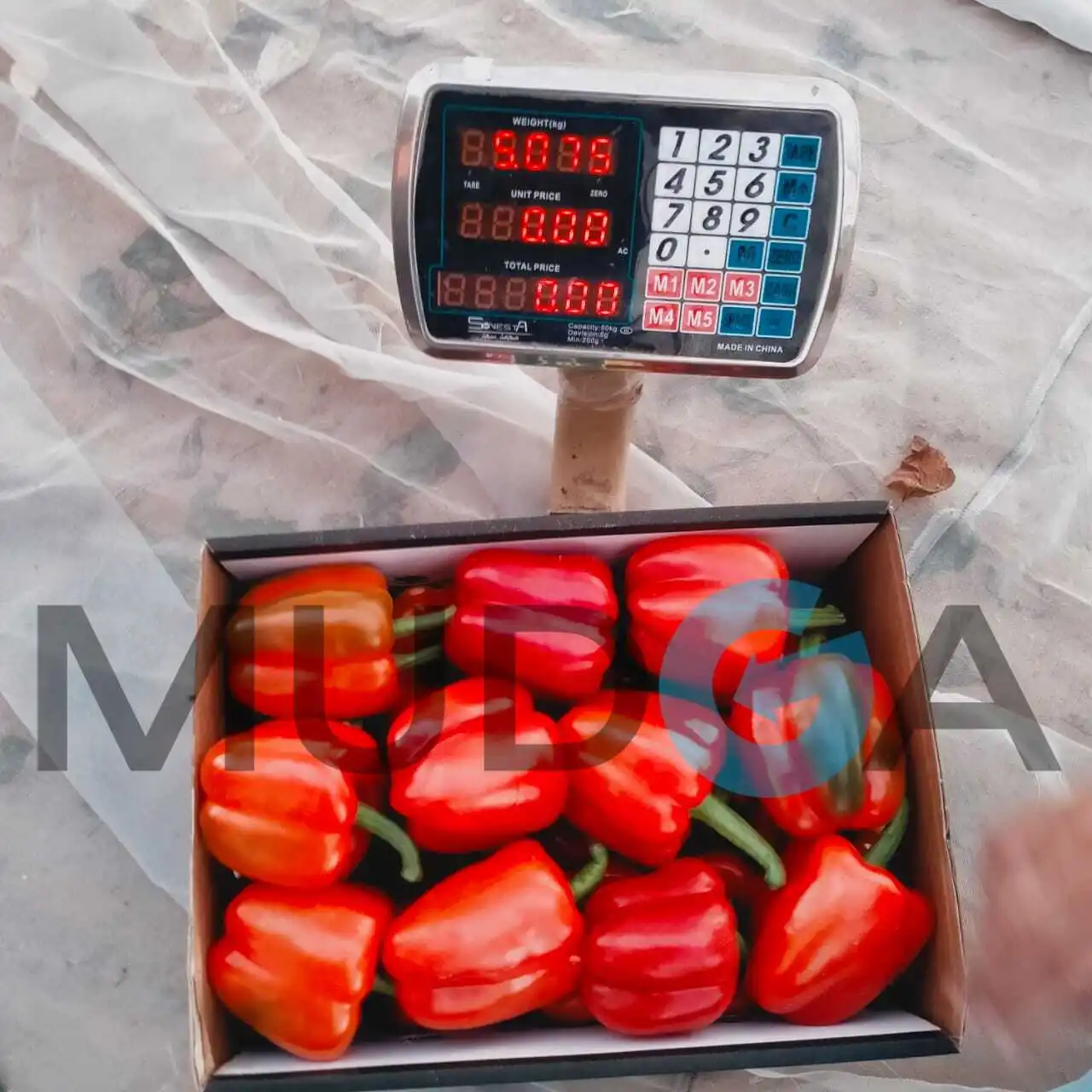 Свежий Египетский Перцовый пинцет, свежий пинцет, Египетский высококачественный свежий сладкий перец, дешевая цена, 100% натуральный