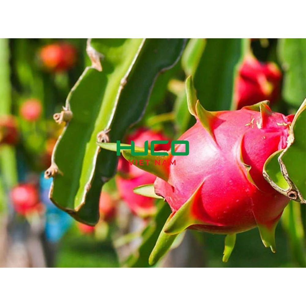 Cheap Price Dragon Fruit/ Wholesale Pitaya Fruit Vietnam/ Fresh Dragon Fruit New Season