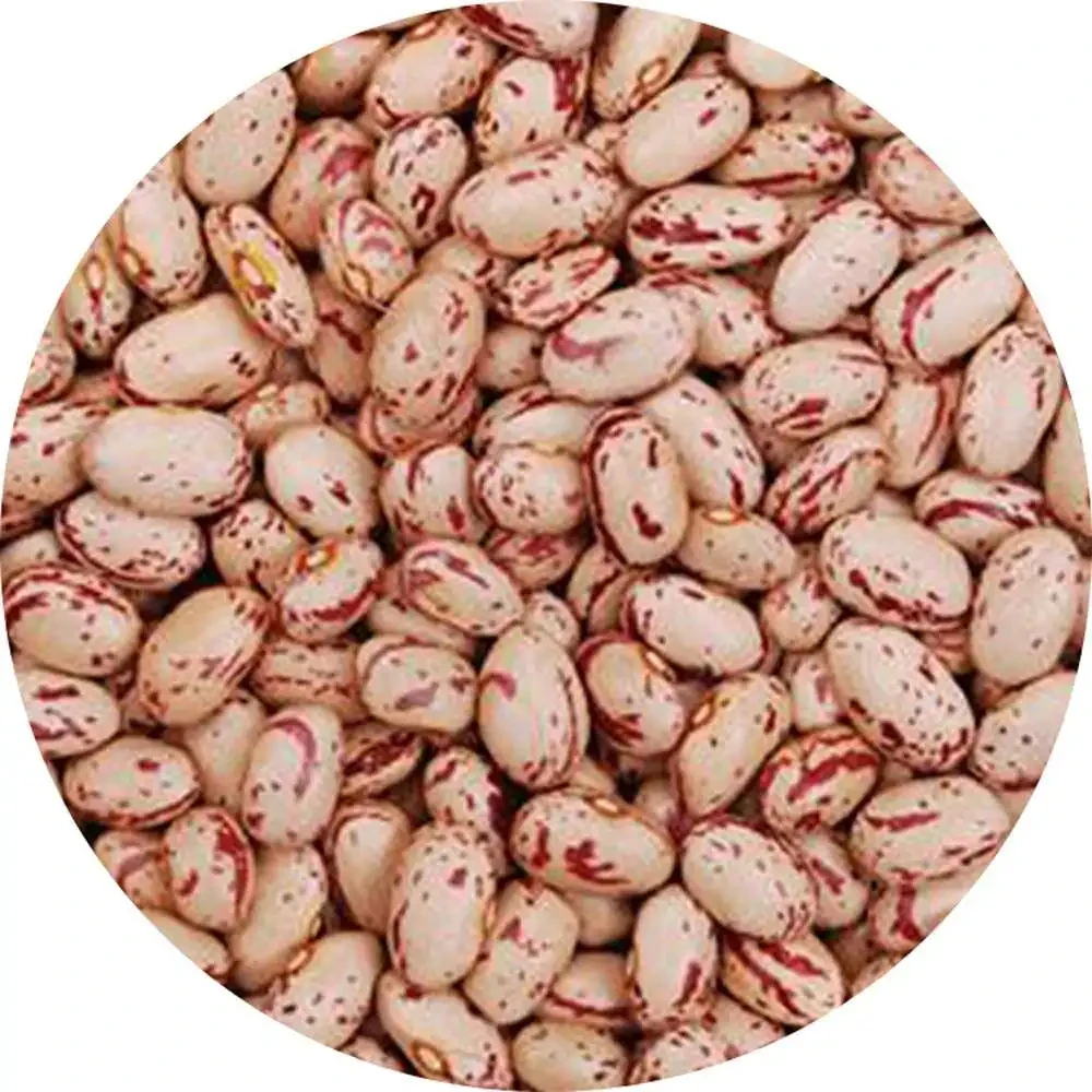 2024 Light Speckled Kidney beans sugar beans pinto beans for sale High quality long shape Quality Dark Red, Brown, Sugar Beans