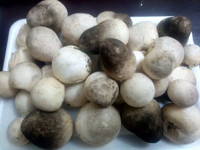 Straw Mushroom