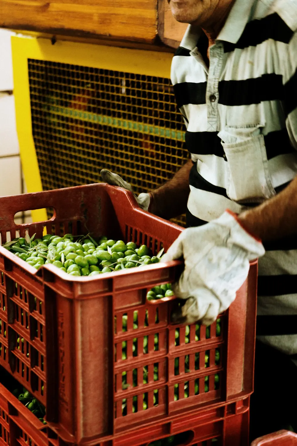 Cold Pressed Extra Virgin Olive Oil from Sicily in 5lt Can Perfect for White Meat and Grilled Fish