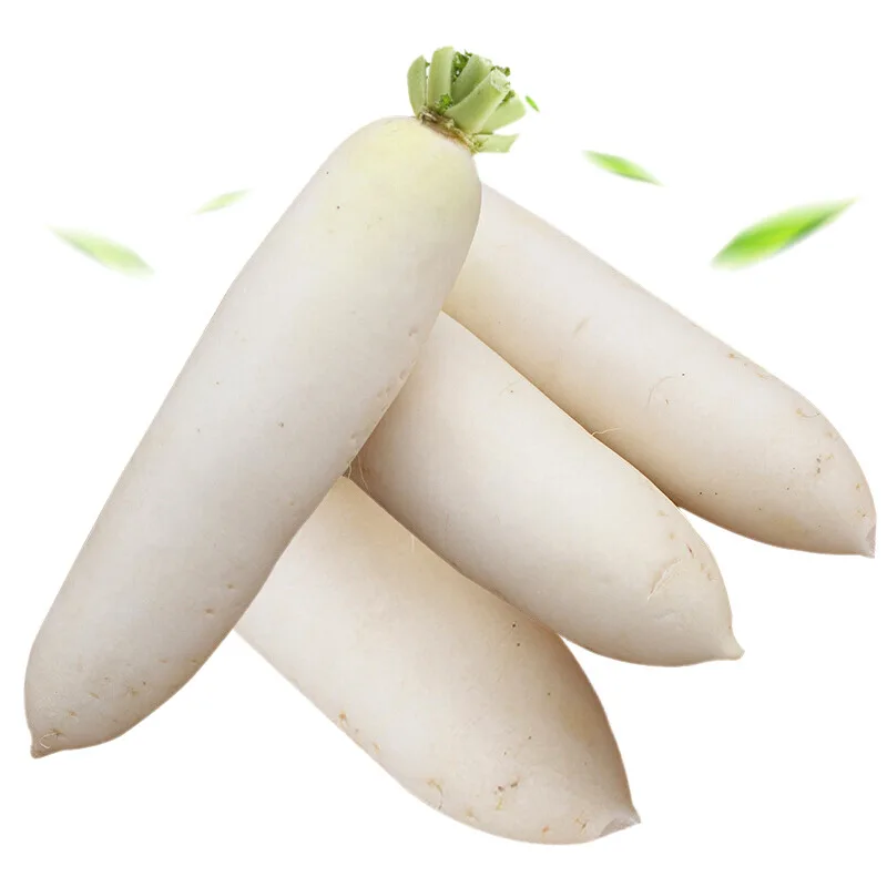 Available Bulk Stock Of Fresh White Radish At Lowest Prices