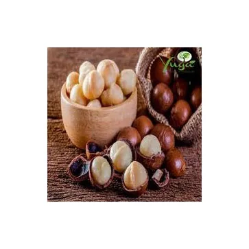 Supervior Quality Macadamia Nuts With Shell Raw Organic Bulk Nuts Macadamia Nuts Wholesales From Viet Nam
