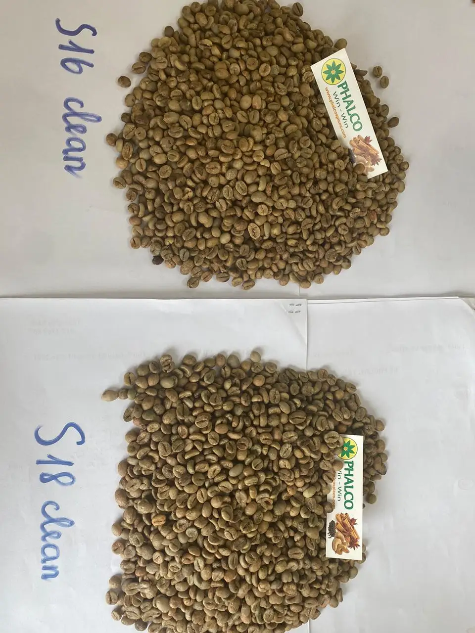 Зеленые кофейные зерна Robusta по заводской цене от Phalco vietnam 0084339966582