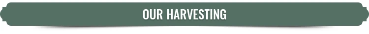 Harvesting-t.jpg