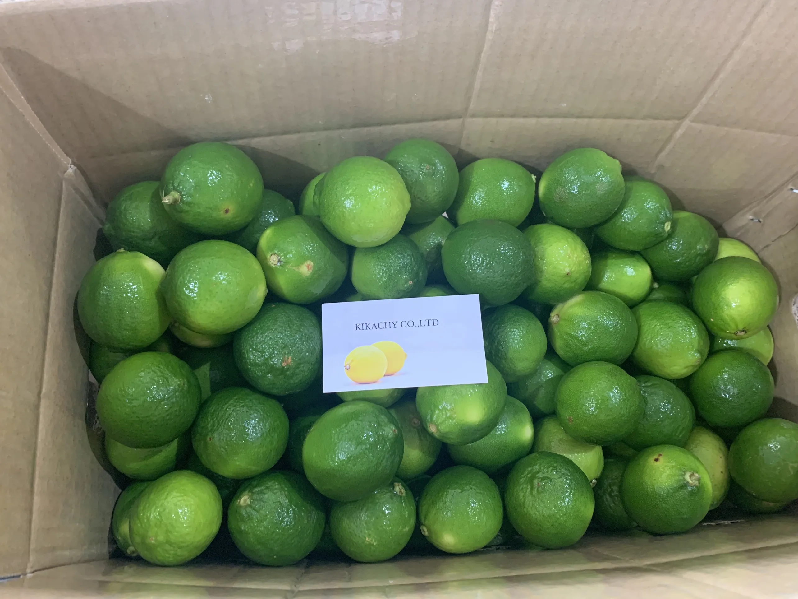 Wholese High Quality New Harvest FRESH SEEDLESS LIME LEMON From Viet Nam