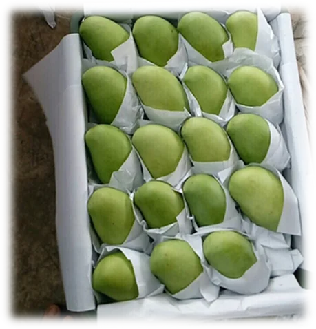 New Vietnam High Quality Delicious Fresh Mango Natural Mango Natural Yellow Color Hot Selling