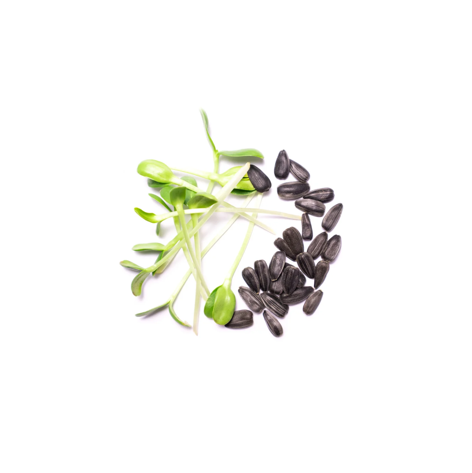 Highest Selling Premium Good Grade Sunflower Microgreens Organics Tastes Freshness and High Sweetness