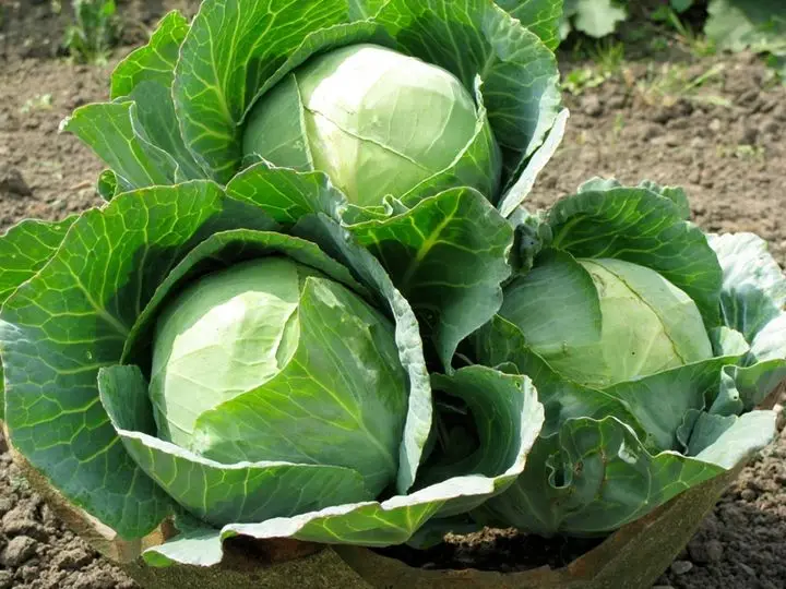 Natural Fresh Green Cabbage From Vietnam Organic