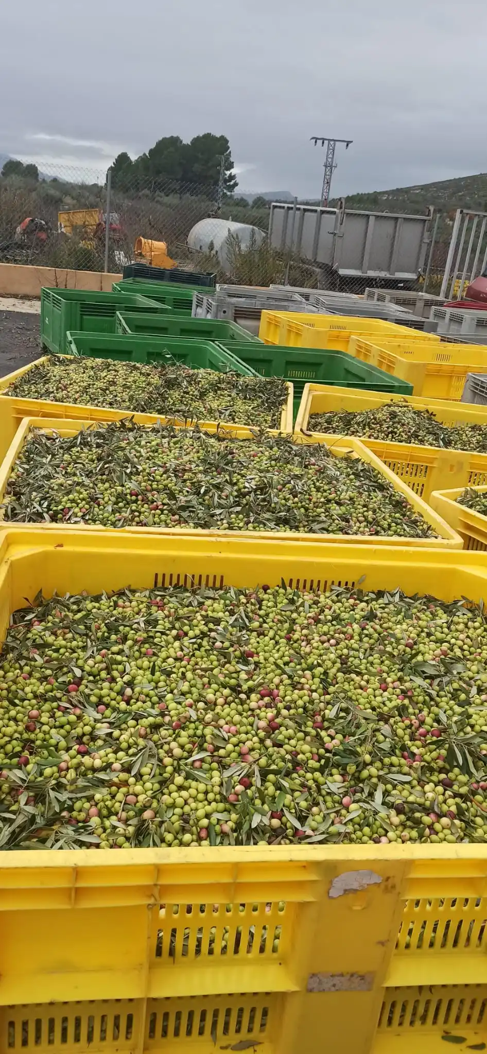 spotless soft olive oil in PET format for cooking